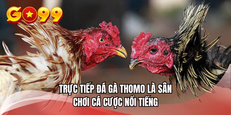 Trực tiếp đá gà Thomo là sân chơi cá cược nổi tiếng